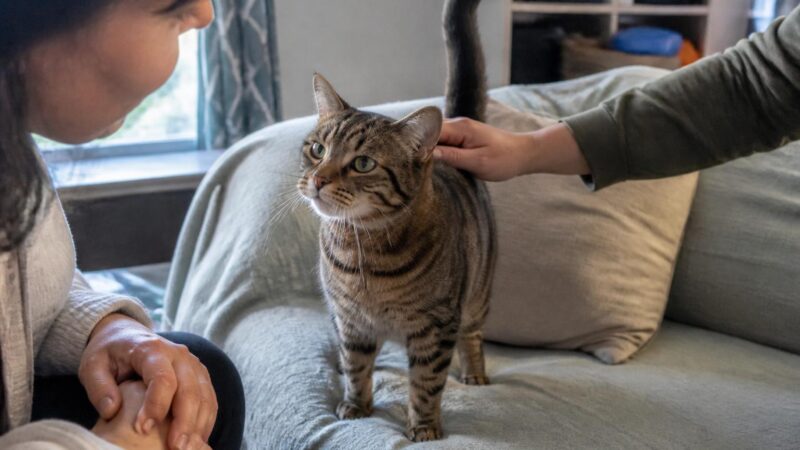 Adopting a Rescue Persian Cat: Coat Care Reality
