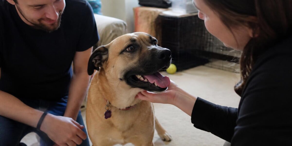 Adopting a Rescue Pit Bull: An Honest Adopter’s Guide
