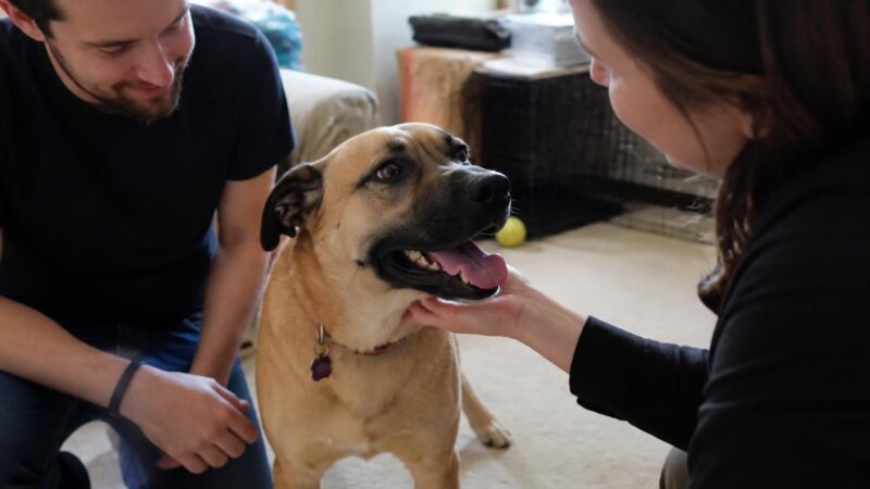 Adopting a Rescue Pit Bull: An Honest Adopter’s Guide