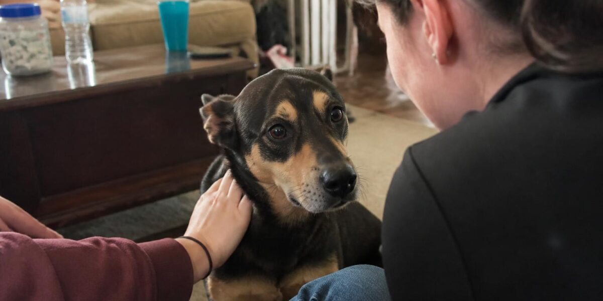Adopting a Rescue Rhodesian Ridgeback: Independent Hound