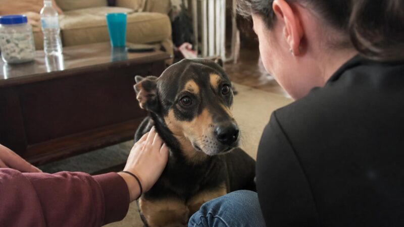 Adopting a Rescue Rhodesian Ridgeback: Independent Hound