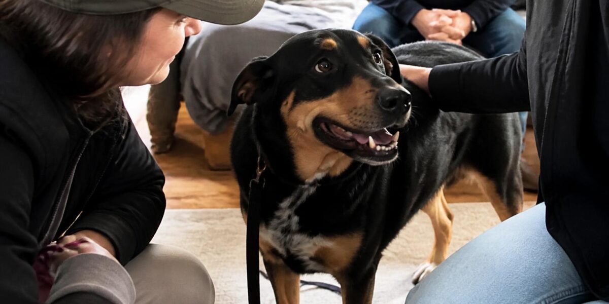 Adopting a Rescue Rottweiler: Capable Adopters Only