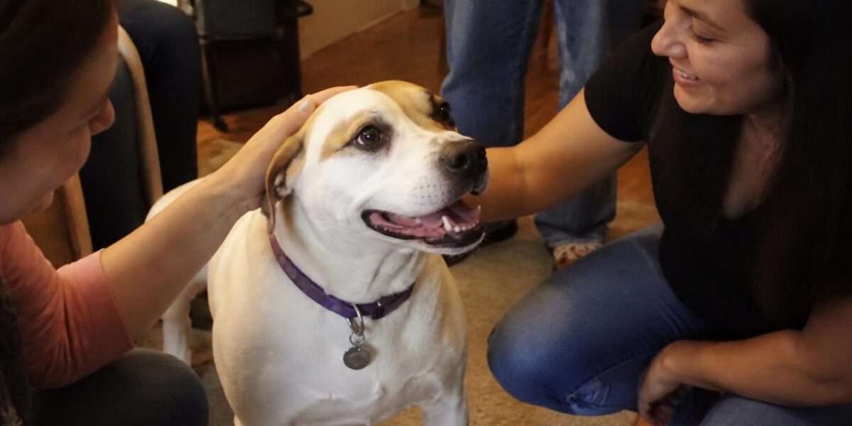 Adopting a Rescue Shiba Inu: Cat-Like Independence