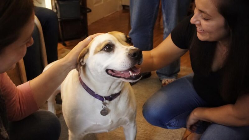 Adopting a Rescue Shiba Inu: Cat-Like Independence