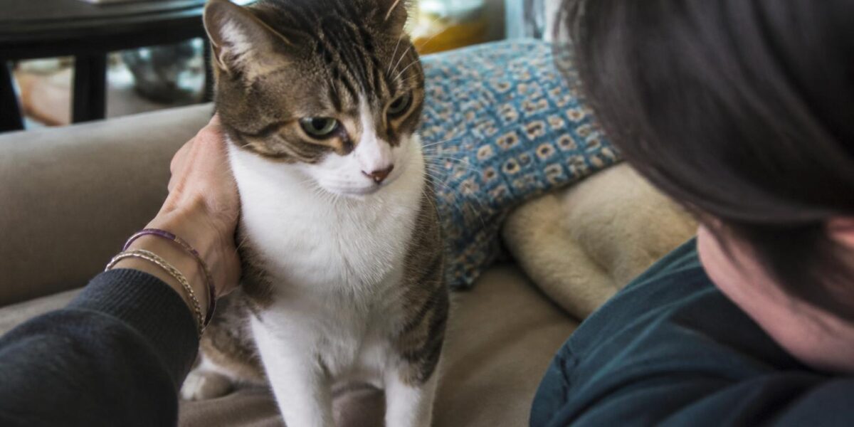 Adopting a Rescue Siamese Cat: Vocal and Velcro