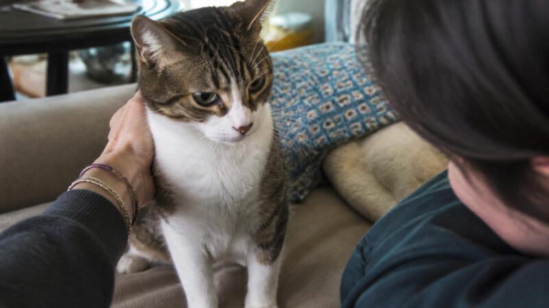 Adopting a Rescue Siamese Cat: Vocal and Velcro