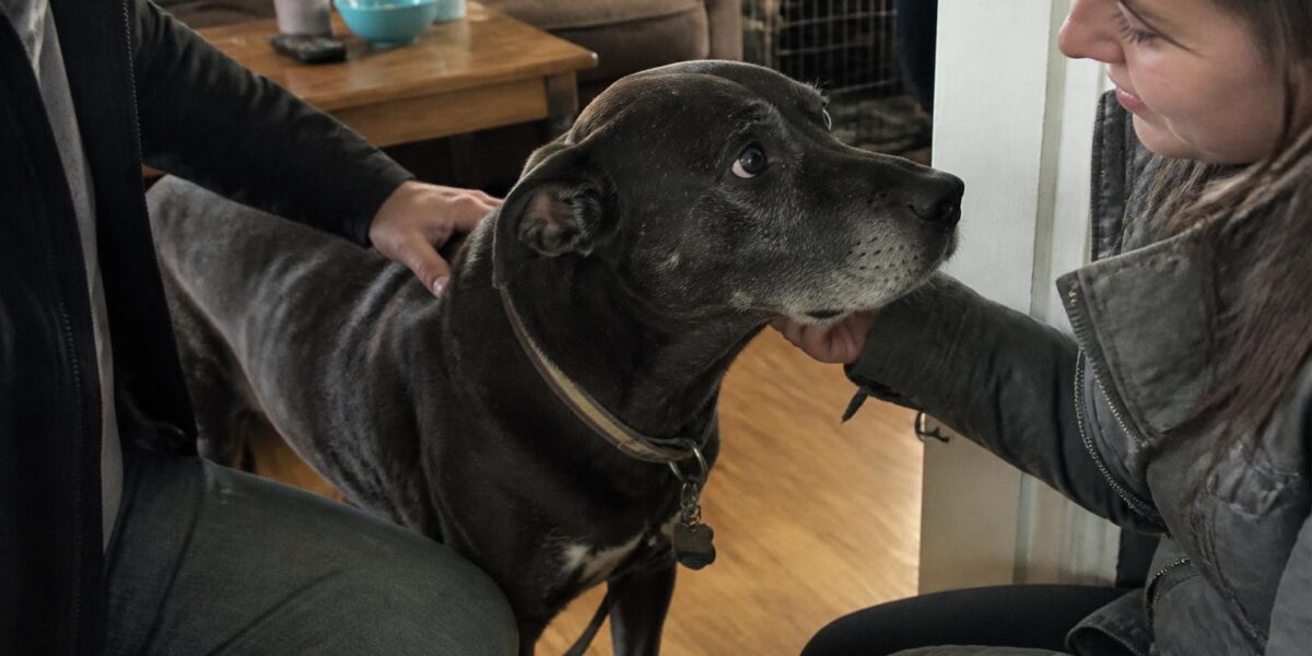 Adopting a Rescue Staffordshire Bull Terrier