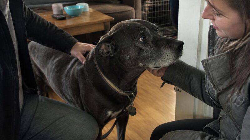 Adopting a Rescue Staffordshire Bull Terrier