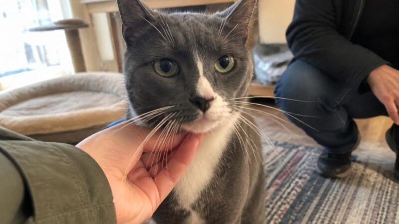 Adopting a Rescue Tabby Cat: A Pattern Not a Breed