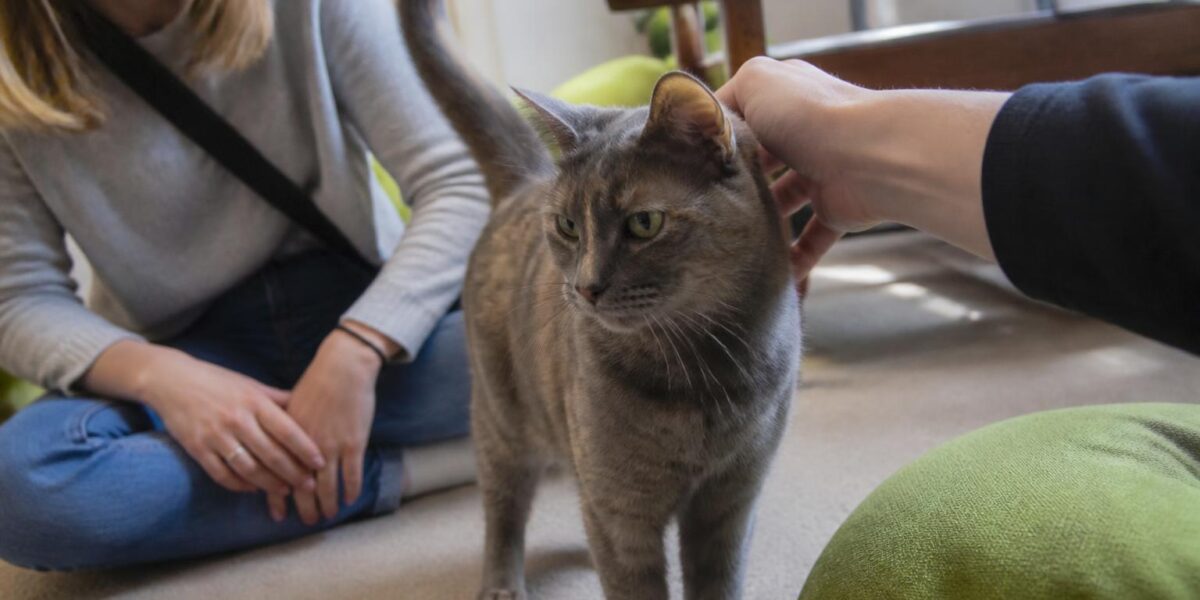 Adopting a Rescue Tortoiseshell Cat: Tortitude Explained