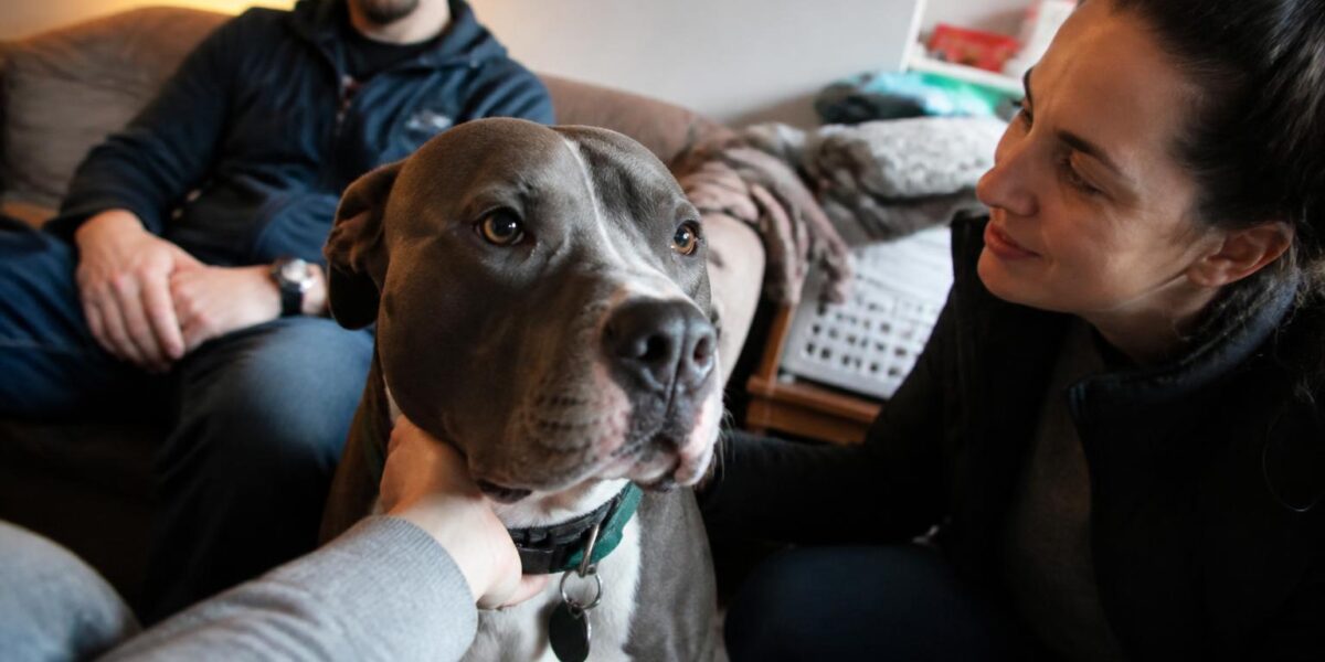 Adopting a Rescue Vizsla: Velcro Hungarian Pointer