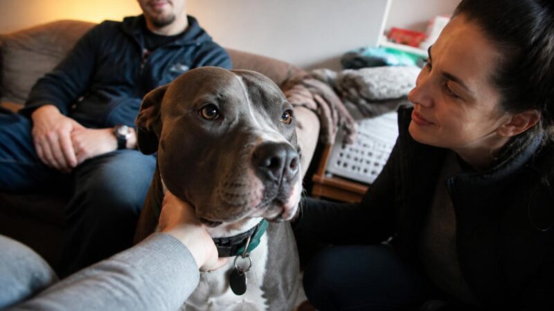 Adopting a Rescue Vizsla: Velcro Hungarian Pointer