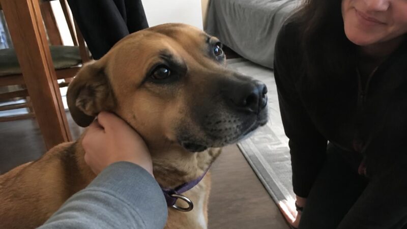 Adopting a Senior Dog with Arthritis: Daily Care Plan