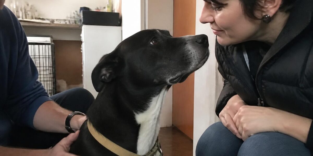 Adopting a Senior Pet in Singapore: Care Considerations