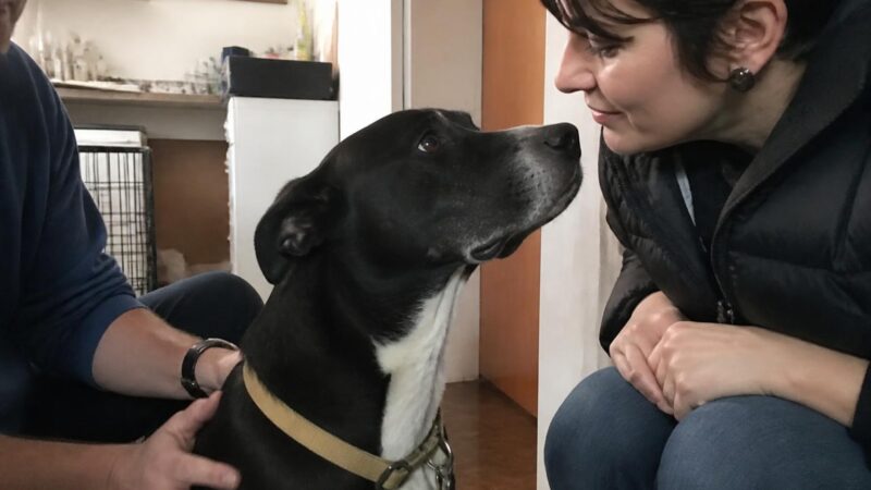 Adopting a Senior Pet in Singapore: Care Considerations