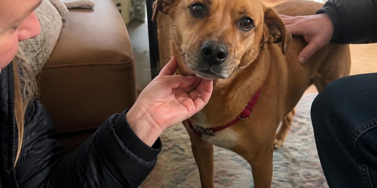 Adopting a Singapore Special: The Local Mongrel Profile