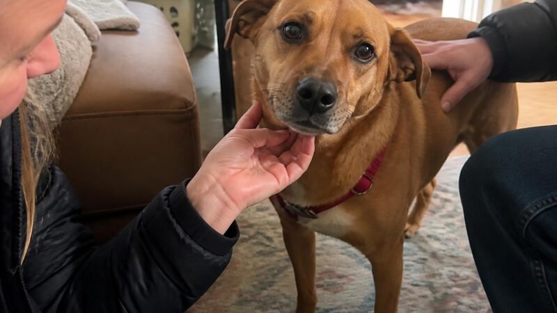 Adopting a Singapore Special: The Local Mongrel Profile