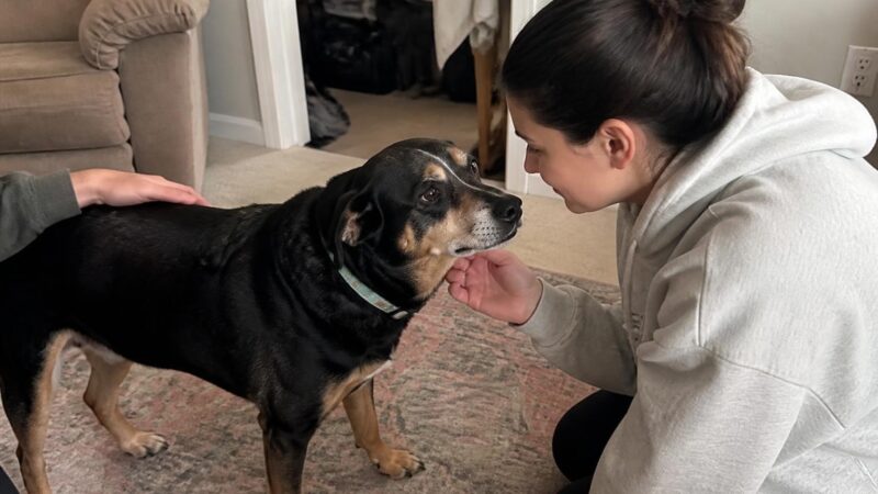 Adopting a Special Needs Pet: A Complete Guide to Caring for Pets with Disabilities