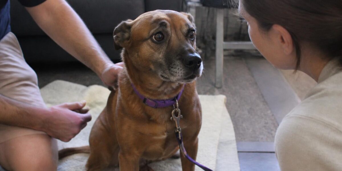 Adopting a Special Needs Pet in Singapore
