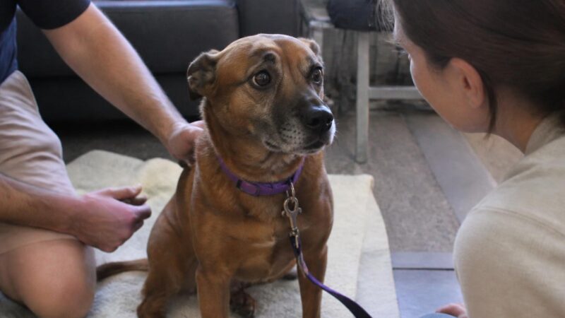 Adopting a Special Needs Pet in Singapore