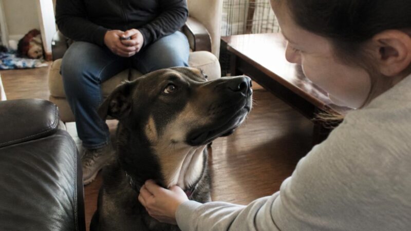 Adopting a Street Dog from the Middle East