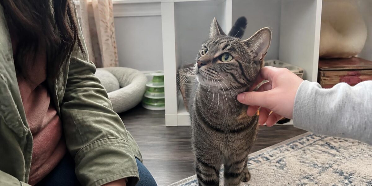 Adopting a Three-Legged Cat: Indoor Setup and Mobility