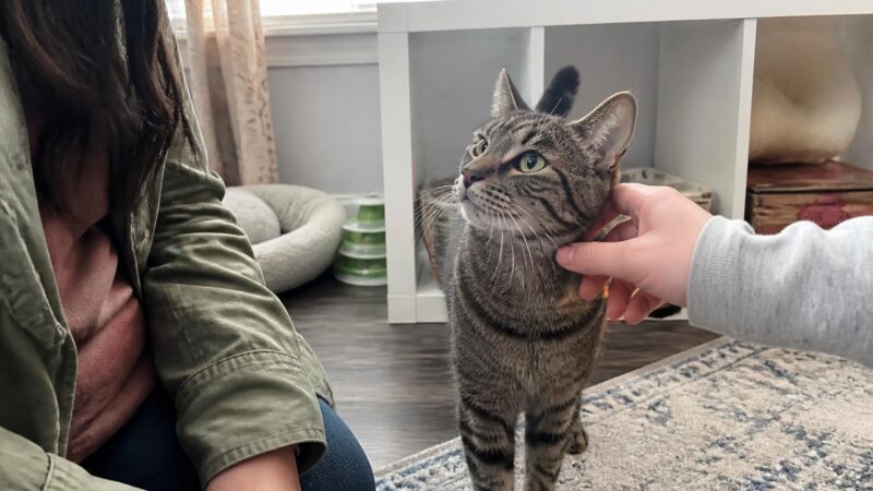 Adopting a Three-Legged Cat: Indoor Setup and Mobility