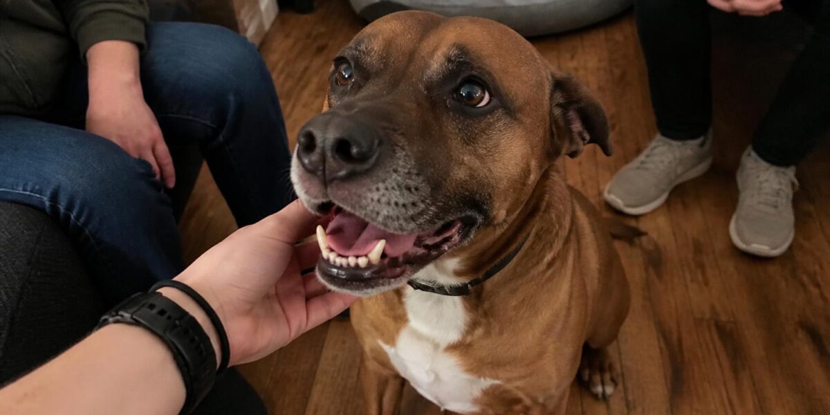 Adopting a Three-Legged Dog: What to Expect