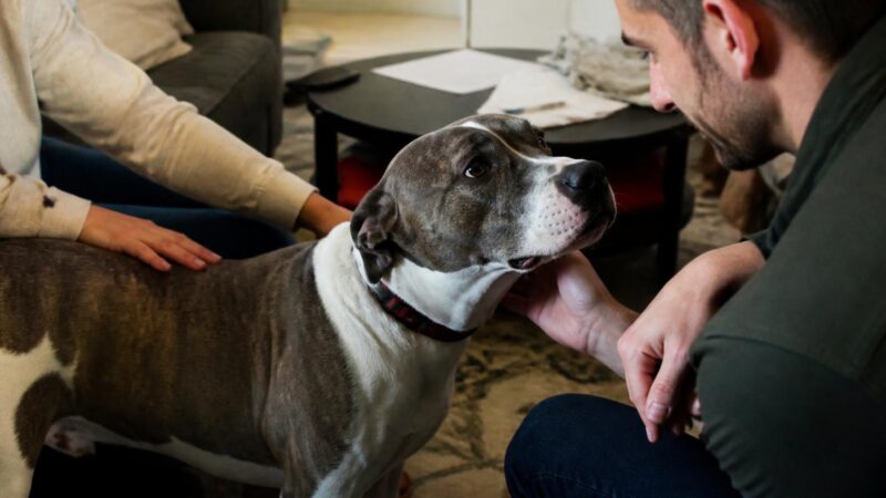 Adopting a Three-Legged Dog: Tripod Care and Reality Check