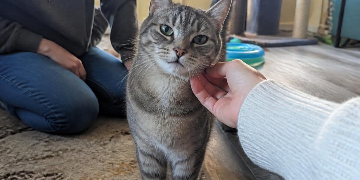Adopting a Three-Legged Cat: Mobility and Home Adjustments