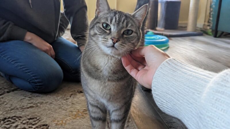 Adopting a Three-Legged Cat: Mobility and Home Adjustments