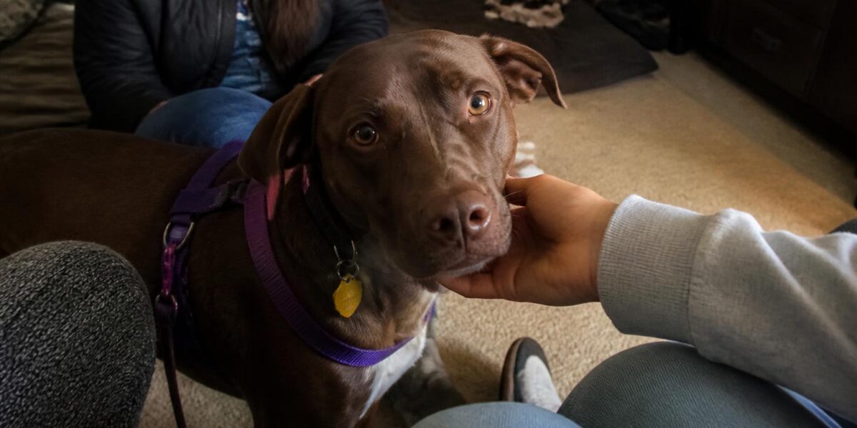 Adopting a Young Adult Dog: 1 to 3 Years Window