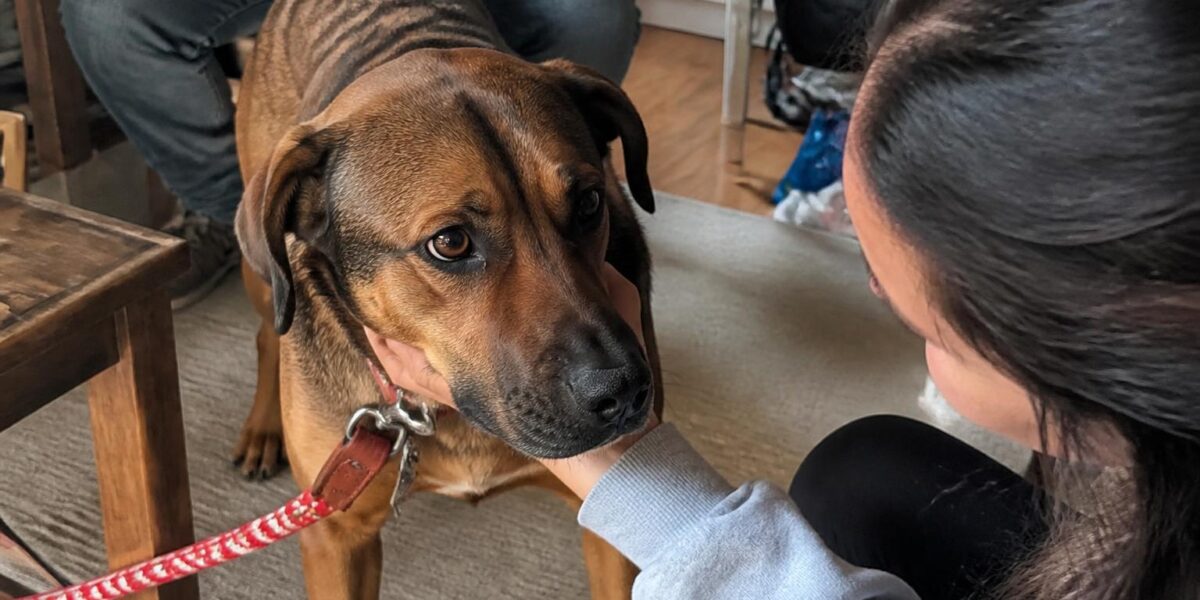 Adopting an Epileptic Dog: Seizure Management and Daily Care
