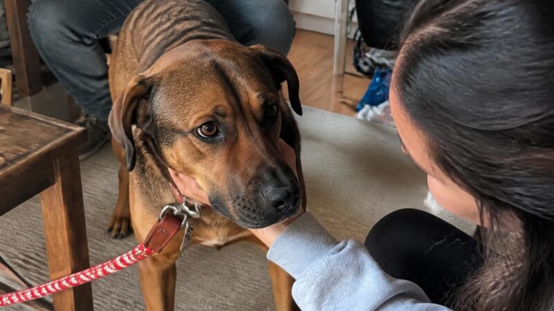 Adopting an Epileptic Dog: Seizure Management and Daily Care