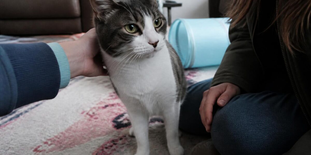 Adopting an FeLV-Positive Cat: Realistic Care and Lifespan