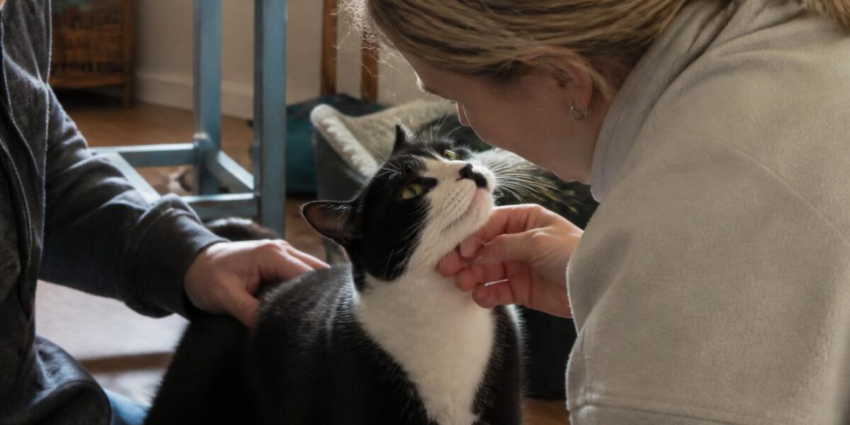 Adopting an FIV+ Cat in Singapore: Care Guide and Myths