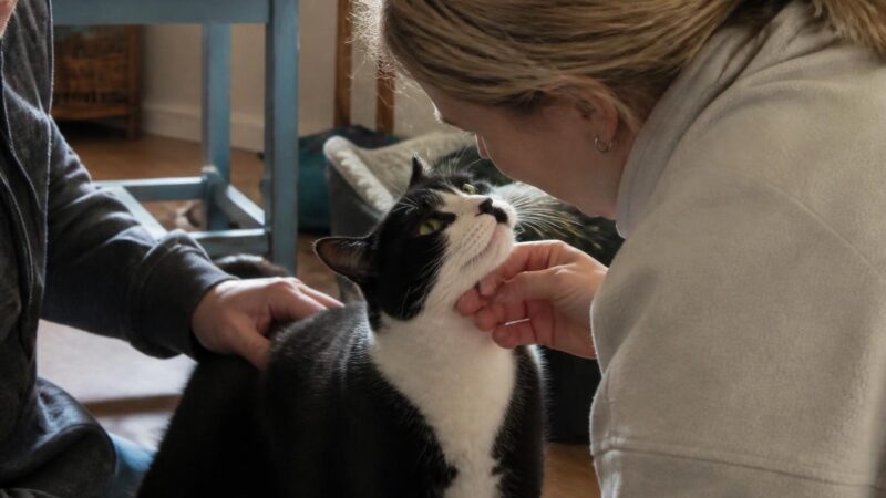 Adopting an FIV+ Cat in Singapore: Care Guide and Myths