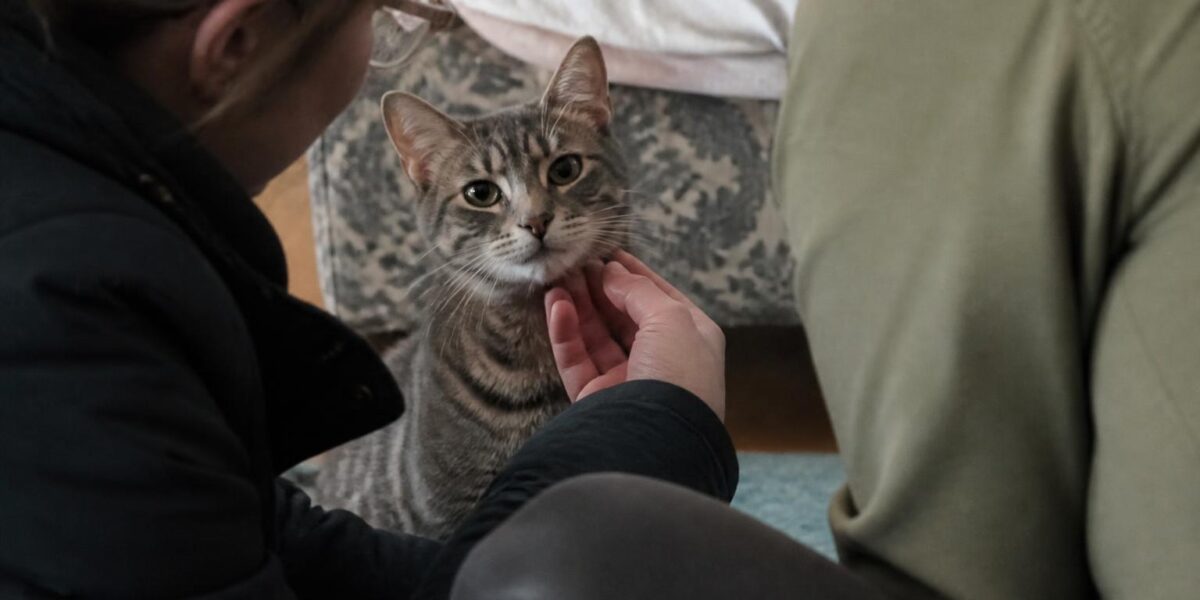 Adopting an FIV-Positive Cat: Myths, Care, and Life Expectancy