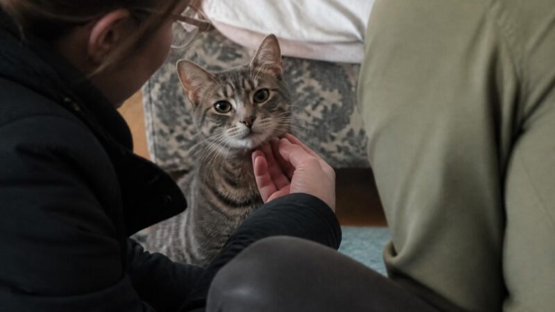 Adopting an FIV-Positive Cat: Myths, Care, and Life Expectancy