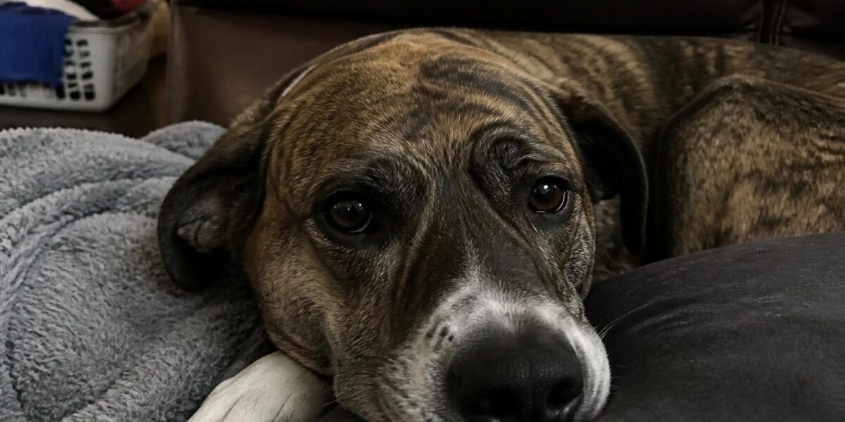 Adopting From a Foster: Process and Advantages