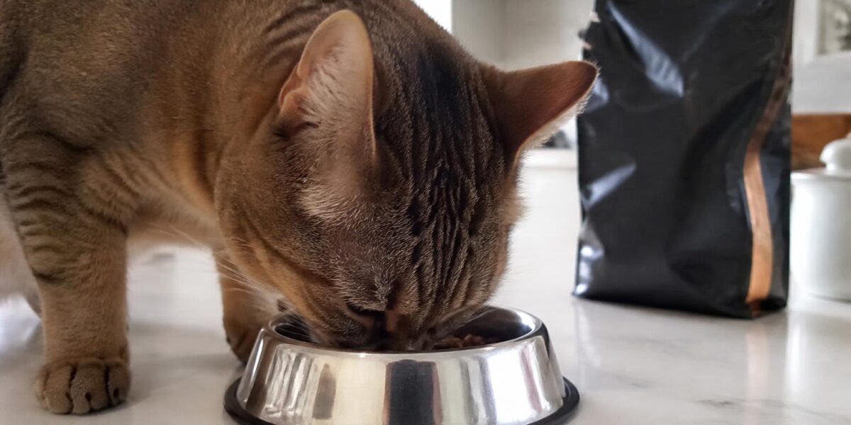 Adopting vs Buying a Cat: Costs, Ethics & What’s Best