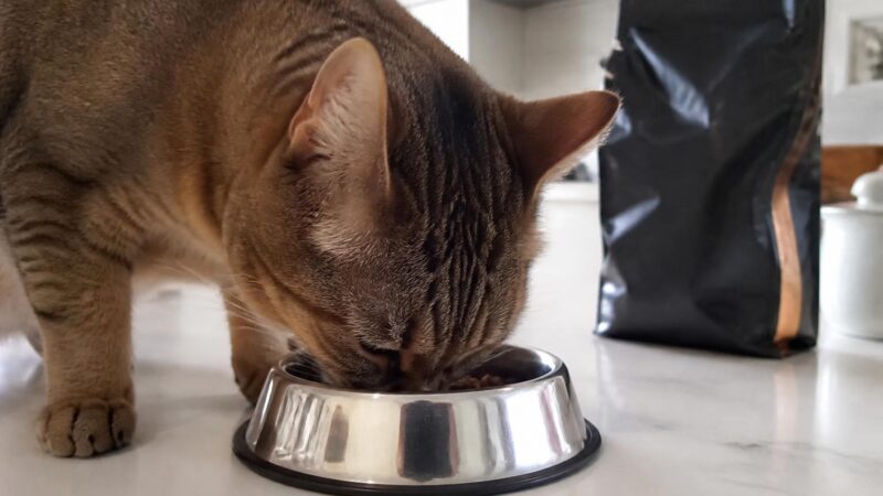 Adopting vs Buying a Cat: Costs, Ethics & What’s Best