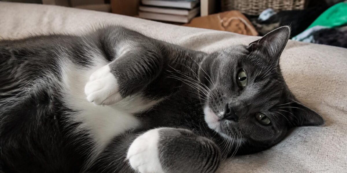 Adult Cat Vaccination Schedule: Core and Lifestyle Boosters