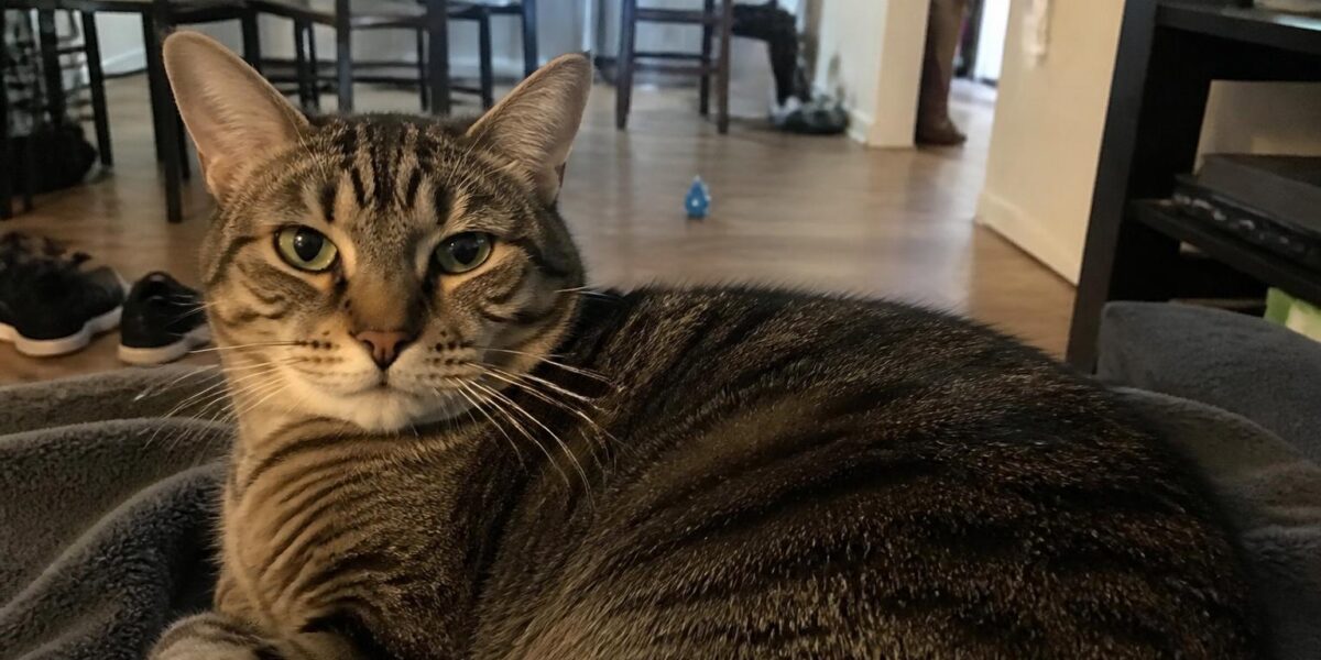 Adult Cat Wellness Checklist: Maintenance Care Plan