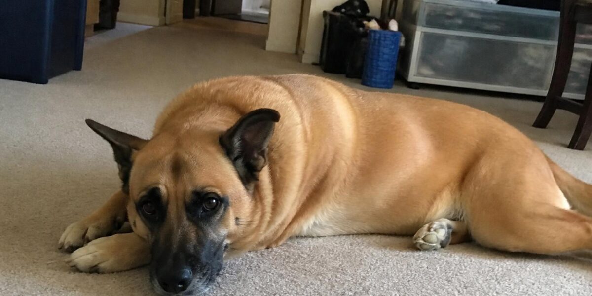 Adult Dog Exercise Needs: Daily Activity by Breed