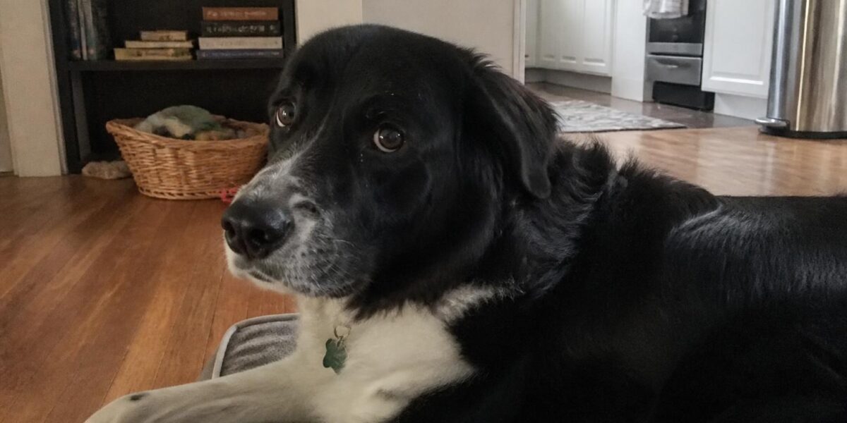 Adult Dog Wellness Checklist: Annual Care Plan