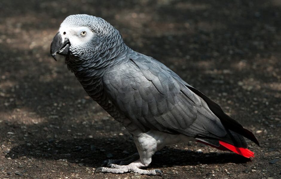 Close-up of an African Gray Parrot standing outdoors, showcasing its intricate feathers.