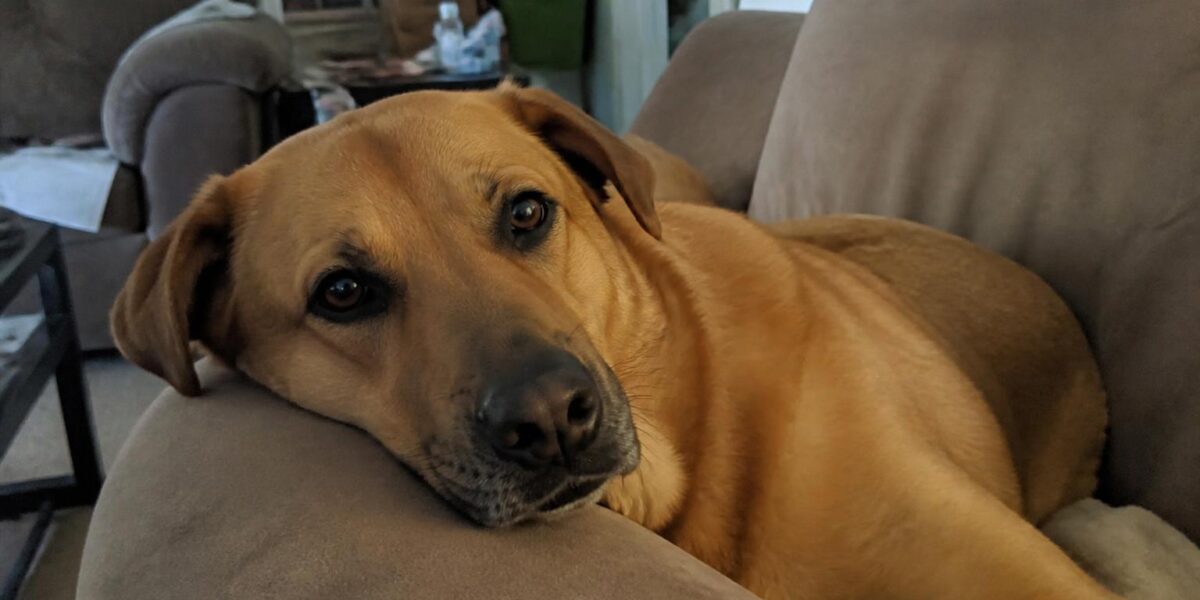 Aftercare Cremation Burial Options for Pets