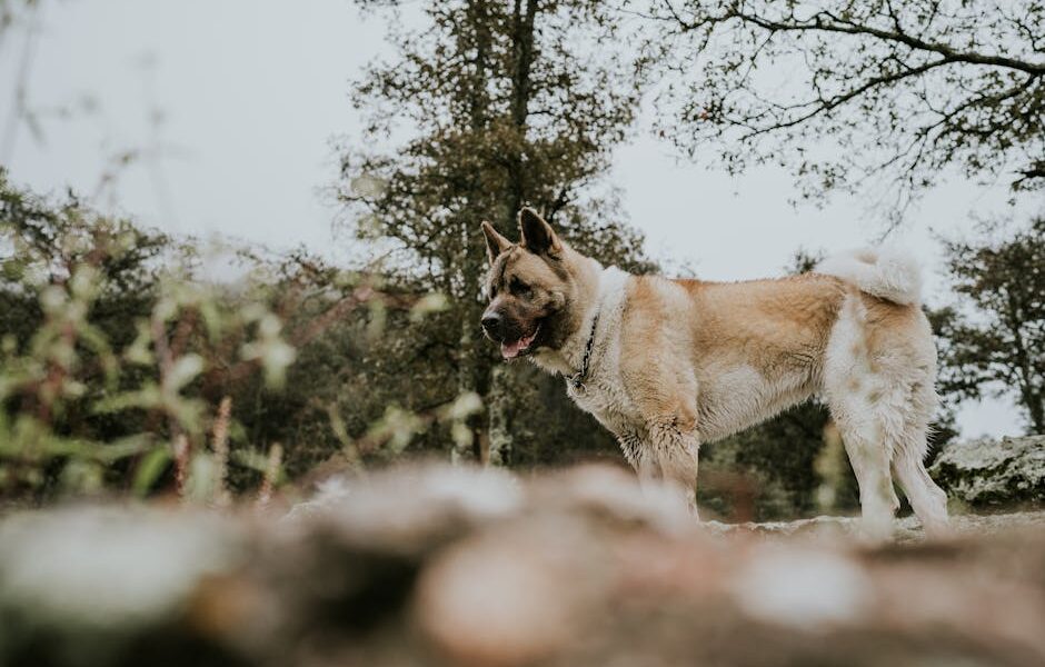 An American Akita standing in an outdoor setting amidst trees, showcasing its majestic stature.