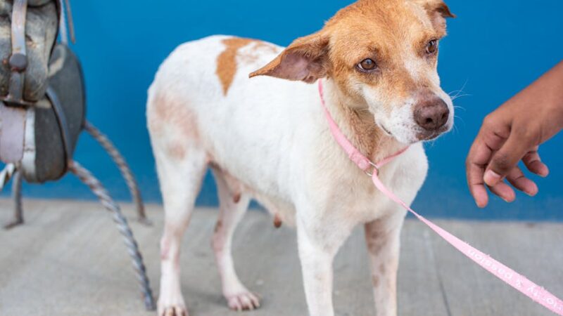 A heartwarming portrait of a rescue dog on a leash, emphasizing adoption. Shot outdoors in Trinidad and Tobago.